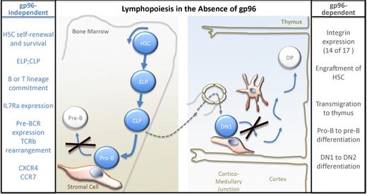 Staron and colleagues demonstrate that loss of gp96 leads to block in early B- and T-cell development (large X) and decreased transmigration of lymphoid precursors to the thymus (----). HSC indicates hematopoietic stem cell; ELP, early lymphocyte progenitor; and CLP, common lymphocyte progenitor.