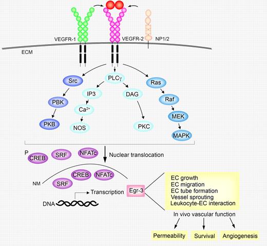 Involvement of Egr-3 in the VEGF-triggered signaling pathways in ECs. Upon binding to VEGFR2, VEGF activates several signaling pathways in ECs, leading to translocation of the activated SRF, NFATc, and CREB into the cell nucleus. SRF, NFATc, and CREB bind to the promoter elements of the egr-3 gene to transcriptionally increase expression levels of Egr-3, which executes VEGF-induced vascular functions including EC proliferation, migration, tube formation, vascular sprouting, and leukocyte-EC adhesion. These in vitro endothelial activities are essential processes for VEGF-induced in vivo angiogenesis, vascular survival, and vascular permeability.