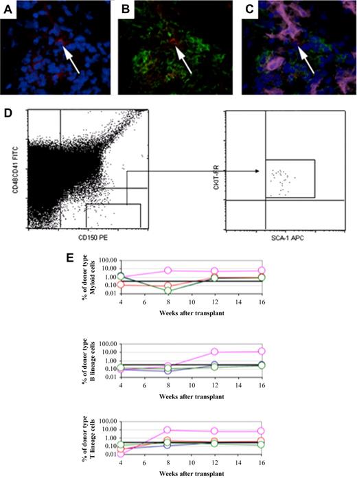 Figure 5. Long constitution capacity of purified HSCs from ossicle bone marrow. HSCs were identified in ossicle bone marrow by immunofluorescent staining with a combination of CD150, CD48, CD41, MECA32 antibodies. The white arrow depicts a HSC that is CD150+ (red; A) but negative for CD48, CD41, Lin (green; B), and MECA32 (pink; C). The nuclei are stained with DAPI (blue). (D) HSCs from ossicles were isolated from the combined gate of CD150+CD41−CD48− and were confirmed to be positive for Sca-1 and c-kit. (E) Five HSCs harvested from ossicles supported long-term multilineage reconstitution in 2 of 4 lethally irradiated mice. Each line represents the frequency of donor-derived myeloid, B, or T cells in a single mouse at 4, 8, 12, and 16 weeks after transplantation. The black line at 0.3% represents the background threshold, meaning that reconstitution is not considered in mice falling below this line.