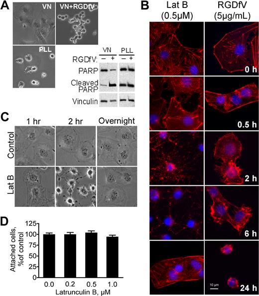 Figure 1. LatB transiently disrupts spreading of HBMECs but does not induce cell detachment. Endothelial apoptosis induced by RGDfV does not require cell detachment. (A) HBMECs were seeded on VN or PLL, both blocked with HD-BSA, and incubated for 24 hours. Where indicated, RGDfV (5 μg/mL) was added after cells were spread for 4 hours. Cells were photographed (original magnification ×400) or harvested, and lysates were subjected to sodium dodecyl sulfate–polyacrylamide gel electrophoresis (SDS-PAGE) and Western blotting for PARP cleavage. Vinculin served as loading control. (B) HBMECs (3000 cells/well) were allowed to adhere and spread for 2 hours on VN-coated/HD-BSA–blocked 8-well chamber slides. RGDfV (5 μg/mL) or LatB (0.5μM) was added in 0.4% BSA/RPMI 1640 for 0.5, 2, 6, or 24 hours. Cells were permeabilized and stained with phalloidin, counterstained with DAPI, and photographed (original magnification ×400). (C) HBMECs were seeded on VN-coated/HD-BSA–blocked 6-well plates in 0.4% BSA/RPMI 1640. LatB (0.2μM) or vehicle was then added for 1, 2, or 20 hours (overnight), and plates were photographed. Shown are representative cells (all cells underwent the transient shape change after LatB treatment; original magnification ×400). (D) HBMECs (104 cells/well) were seeded on VN-coated/HD-BSA–blocked 48-well plates and allowed to adhere and spread for 2 hours before LatB (0.2μM) in 0.4% BSA/RPMI 1640 was added. After overnight incubation, nonadherent cells were washed off and the adherent cells were enumerated using methyl-thiazol-tetrazolium assay. Data are mean ± SD; n = 16 for each mean. P > .05.