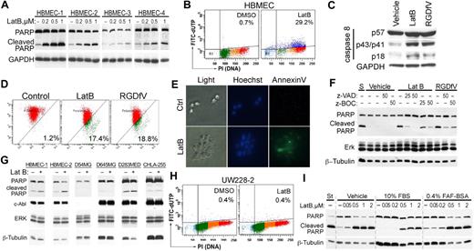 Figure 2. LatB induces caspase-dependent endothelial apoptosis. (A,G) Isolates of HBMECs from 4 (A) or 2 (G) different donors, or tumor cells (4 × 105/well) were allowed to spread on VN-coated/HD-BSA–blocked 6-well plates and then incubated for 24 hours with 0 to 1μM (A) or 0.2μM (G) LatB in 0.4% BSA/RPMI 1640. Whole-cell lysates were resolved on 10% SDS-PAGE and analyzed by Western blotting (PARP cleavage and c-Abl). (A) The blot of PARP cleavage for HBMECs-3 and HBMECs-4 is shown at longer exposure than for HBMECs-1 and HBMECs-2 resulting from lower PARP expression in HBMECs-3 and HBMECs-4. GAPDH or ERK 1/2 and β-tubulin served as loading controls. (B) HBMECs (2 × 105 cells/well) seeded on VN-coated/HD-BSA–blocked 6-well plates in 0.4% BSA/RPMI 1640 were treated with vehicle or LatB (0.5μM) for 48 hours. Apoptosis was assessed by flow cytometry using the Apo-Direct kit, measuring FITC-dUTP and PI content. Percentage of apoptotic cells (FITC-dUTP+ cells in top quadrants) is indicated for each condition. Shown is a representative panel from 1 experiment of 12 with similar results. (C) HBMECs (2 × 105 cells/well) were allowed to spread on VN-coated/HD-BSA–blocked 6-well plates and then incubated for 24 hours with 0.5μM LatB or 5 μg/mL RGDfV in 0.4% BSA/RPMI 1640. Whole-cell lysates were resolved on 12.5% SDS-PAGE and analyzed by Western blotting for caspase-8 cleavage. GAPDH served as loading control. (D) HBMECs treated as in panel C were analyzed by flow cytometry for effect on mitochondrial polarization. Loss of mitochondrial membrane potential (ΔΨm) was measured by flow cytometry using the JC-1 mitochondrial probe. The transition of red fluorescence to green indicates mitochondrial membrane depolarization by the drug(s). Indicated are the percentages of mitochondrial membrane-depolarized cells. (E) HBMECs (5 × 104 cells/mL) were cultured in 3D collagen as described in supplemental Data and treated with LatB (0.5μM) for 18 hours. Cells were stained with Hoechst and annexin V–FITC and photographed by light microscopy or fluorescence. Shown are representative fields from each condition (original magnification ×400). (F) HBMECs spread on VN in serum-free RPMI 1640 were preincubated with the caspase inhibitors zVAD-FMK or zBOC-FMK (25μM or 50μM) or vehicle control for 2 hours, and then LatB (0.05μM) or RGDfV (5 μg/mL) was added for another 24 hours. Whole-cell lysates were resolved on 10% SDS-PAGE and analyzed by Western blotting (PARP cleavage, ERK, β-tubulin). (H) UW228-2 medulloblastoma cells (2 × 105 cells/well) seeded on 6-well plates were treated for 48 hours with LatB (0.5μM) as in panel A, and apoptosis was analyzed by flow cytometry as in panel B. (I) HBMECs (4 × 105/well) were cultured in 6-well plates in RPMI 1640 without additions, or in the presence of 10% FBS or 0.4% FAF-BSA. After cells were spread, 0 to 2μM LatB was added for 24 hours as indicated, and lysates were processed as indicated in panel A.
