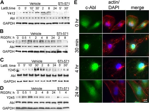 Figure 3. c-Abl is phosphorylated and undergoes subcellular localization change in the presence of LatB and RGDfV. (A-D) HBMECs (2 × 105 cells/well) were seeded on VN-coated/HD-BSA–blocked 6-well plates in 0.4% BSA/RPMI 1640 and treated with LatB (0.5μM; A,C) or RGDfV (5 μg/mL; B,D) for the times indicated. (A,C) The short time points (5-30 minutes) are labeled as 5′, 10′, and 30′, and the remainder of the lanes were incubated for 2 to 24 hours. Where indicated, STI-571 (5μM) was also included in the medium, starting 30 minutes before LatB or RGDfV. Whole-cell lysates were resolved on 10% SDS-PAGE and analyzed by Western blotting for c-Abl (SH2 domain, 8E9 antibody) and tyrosine phosphorylation, with either phospho-c-Abl-Y412 (A-B) or phospho-c-Abl-Y245 (C-D). GAPDH served as loading control. (E) To examine c-Abl translocation, HBMECs (3000 cells/well) were allowed to adhere and spread overnight on VN-coated/HD-BSA–blocked 8-well chamber slides. LatB (0.2μM) was added in 0.4% BSA/RPMI 1640 for 0.5, 4, or 24 hours. Cells were permeabilized and stained with phalloidin (actin, red), c-Abl (8E9, green), counterstained with DAPI (nucleus, blue), and photographed. Shown is representative field (original magnification ×400).