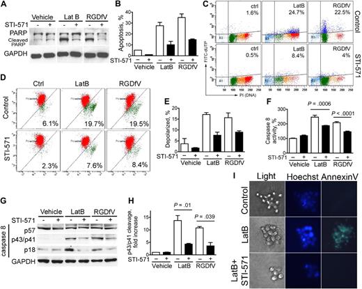 Figure 4. STI-571 decreases apoptosis induced by LatB and RGDfV in HBMECs. HBMECs (2 × 105 cells/well) were seeded and allowed to spread on VN-coated/HD-BSA–blocked 6-well plates in 0.4% BSA/RPMI 1640. Cells were then treated for 16 hours (I), 24 hours (A, D-H), or 48 hours (B-C) with vehicle, LatB (0.5μM) or RGDfV (5 μg/mL). Where indicated, STI-571 (5μM) was included 30 minutes before LatB or RGDfV. (A) Whole-cell lysates were resolved on 10% SDS-PAGE and analyzed by Western blotting for PARP cleavage. GAPDH served as loading control. (B-C) Apoptosis was assessed by flow cytometry using the Apo-Direct kit, measuring FITC-dUTP and PI content. Percentage of apoptotic cells in the 2 top quadrants is indicated. (B) Mean ± SEM of 3 independent experiments performed in triplicate as in panel C. P < .001 between presence or absence of STI-571 for each pair. (C) One representative experiment (percentage of apoptotic cells in the 2 top quadrants) is indicated. (D-E) Loss of mitochondrial membrane potential (ΔΨm) was measured by flow cytometry using JC-1 mitochondrial probe. (D) Representative flow cytometry plots. The values indicated represent the percentage of cells with depolarized mitochondrial membrane. The bars in panel E represent mean ± SEM percentage of cells with depolarized mitochondrial membrane potential from 2 experiments performed in triplicate. P < .001 between LatB with or without STI-571. P = .044 for RGDfV with or without STI-571. (F) Whole-cell lysates were analyzed for caspase-8 activity using the ApoTarget caspase-8/FLICE colorimetric protease assay. Bars represent mean ± SEM. P < .001 between LatB treatment with or without STI-571, P < .001 between RGDfV treatment with or without STI-571 (n = 4 replicates, shown is 1 of 2 experiments with similar results). (G-H) Whole- cell lysates were resolved on 12.5% SDS-PAGE and analyzed by Western blotting for caspase-8 cleavage. GAPDH served as loading control. (H) Mean densitometry of the cleaved caspase-8 p43/p41 fragment relative to GAPDH in 3 separate experiments. (I) HBMECs were cultured in 3D collagen as described in “Methods.” Cells were stained with Hoechst and annexin V–FITC, and photographed (original magnification ×400).