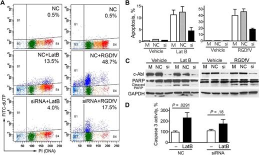 Figure 6. c-Abl is required in apoptosis induced by LatB and RGDfV. HBMECs (2 × 105 cells/well) seeded overnight on VN-coated/HD-BSA–blocked 6-well plates in 0.4% BSA/RPMI 1640 were transfected with nonspecific nonsilencing negative control siRNA, or c-Abl siRNA (100pM) for 5 hours or were mock-transfected (Lipofectamine 2000 without siRNA). LatB (0.5μM) or RGDfV (5 μg/mL) was added 30 hours after transfection. M indicates mock control; NC, nonspecific nonsilencing negative siRNA control; si, c-Abl siRNA. (A-B) Cells were collected 40 hours after LatB (0.5μM) or RGDfV (5 μg/mL) treatment (70 hours after transfection), and apoptosis was assessed by flow cytometry using the Apo-Direct kit, measuring FITC-dUTP and PI content. Percentage of apoptotic cells in the top quadrants is indicated. (A) Representative experiment of 3 with similar results. (B) Mean ± SEM of the 3 experiments. P < .001 between c-Abl siRNA and each of the controls (mock and nonspecific siRNA) in the presence of LatB- or RGDfV-treated groups. (C) Whole-cell lysates were collected after 24 hours of LatB (0.5μM) or RGDfV (5 μg/mL) treatment (54 hours after transfection) and analyzed by Western blotting for PARP cleavage and c-Abl (K-12 antibody). GAPDH served as loading control. (D) Whole-cell lysates were collected 24 hours after LatB (0.5μM) treatment (54 hours after transfection) and analyzed for caspase-3 activity using the ApoTarget caspase-3/CPP32 colorimetric protease assay. Bars represent mean ± SEM. P = .029 between nonspecific nonsilencing negative siRNA control with or without LatB. P = .18 between c-Abl-siRNA with or without LatB (n = 5 for each condition).