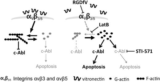 Figure 7. Model summary of integrins, actin, c-Abl, and apoptosis. Our data support a model in which under baseline conditions, integrin signaling supports polymerization of F-actin and F-actin maintains c-Abl in its inactive state, thus permitting survival (left). Inhibition of integrin αvβ3/αvβ5 by RGDfV or treatment with LatB both results in decreased F-actin, which then relieves the inhibition from c-Abl, allowing c-Abl to mediate apoptosis (right). Inhibition of the activated c-Abl using STI-571 (right) can inhibit the apoptosis despite the continued disruption of F-actin.