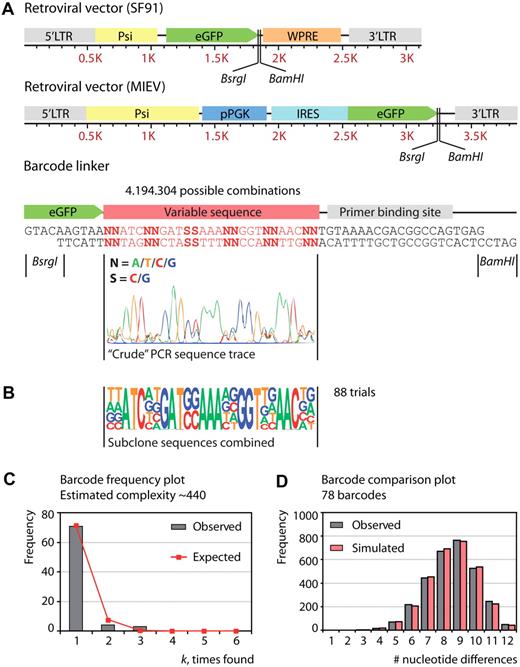 Figure 1. Construction and validation of barcoded vector library. (A) Insertion of the barcode linker into retroviral vectors SF91 and MIEV. The linker contains a variable sequence part that consists of pairs of degenerate nucleotides (N or S) flanked by fixed triplets. The crude PCR sequence trace of the resulting vector batch suggests the random insertion of nucleotides at N and S positions. (B) The HC vector library, created by combining approximately 800 bacterial clones, was retransformed into Escherichia coli. By combining the sequence traces of the 88 resulting clones, the crude PCR sequence trace could be reconstructed. (C) Distribution plot showing observed and expected barcode frequencies for the HC vector library; given that 88 sequencing trials were performed. Binomial distribution modeling estimates a barcode complexity of approximately 440. (D) Distribution plot showing the observed number of nucleotide differences between all 78 barcodes in the HC library by performing pairwise comparisons. Also shown is the distribution of the predicted number of differences based on the simulation of 78 random barcodes (average of 10 simulations). LTR indicates long terminal repeat; Psi, packaging signal; eGFP, enhanced green fluorescent protein; WPRE, woodchuck hepatitis virus posttranscriptional regulatory element; pPGK, phosphoglycerate kinase promoter; IRES, internal ribosome entry site.