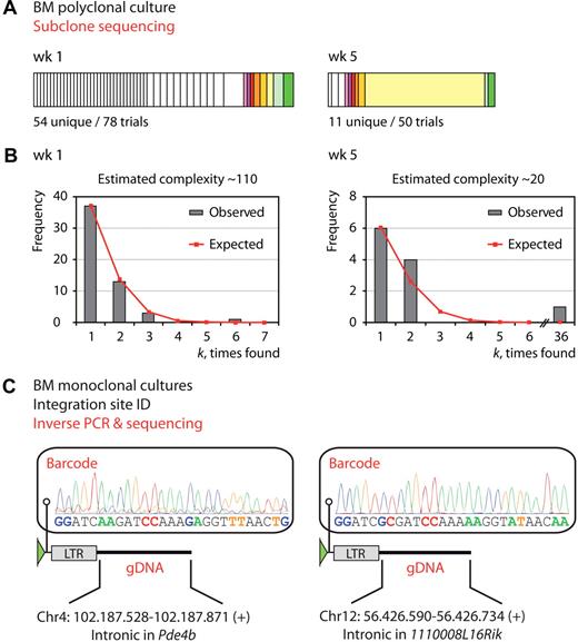 Figure 3. Barcode analysis of primary bone marrow cell cultures. (A) Tracking the clonal complexity of a primary BM culture over time. Subclone sequencing shows 54 unique barcodes of 78 sequencing trials after 1 week of culture, and only 11 of 50 after 5 weeks of culture. White bars represent barcodes that were identified at 1 time point only, and colored bars represent barcodes that were found at both time points. (B) Distribution plots showing the observed and expected barcode frequencies for the 2 time points. Binomial distribution modeling predicts that the barcode complexity in the culture markedly decreased over time. Note that the model for week 5 excludes the outlier that was found 36 times and is therefore calculated for 14 trials only. (C) Inverse PCR identifies the integration site and the corresponding barcode for 2 monoclonal cultures initiated with single transduced BM progenitor cells. LTR, long terminal repeat.
