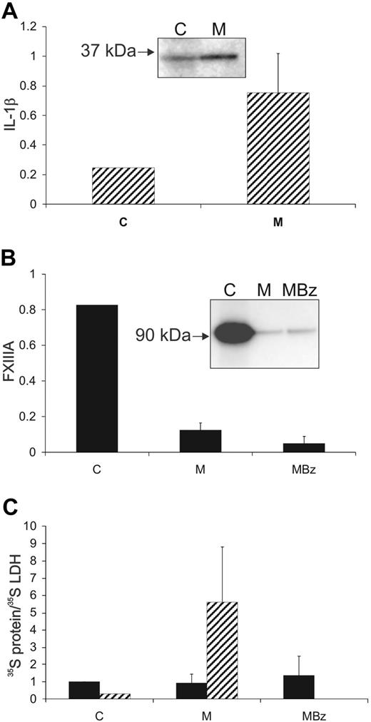 Figure 2. IL-1β, but not FXIII-A, is actively secreted from adherent THP-1 cells. Adherent THP-1 cells were cultured with IL-4 for 5 days and then were metabolically labeled over a 12-hour period, with LPS present in the medium for the final 6 hours. Subsequently, cells were chased for 24 hours in complete medium and then challenged for 20 minutes with BzATP (200μM). IL-1β (), FXIII-A (■), and LDH were immunoprecipitated from final cell lysates (C), from the 24-hour chase medium (M) and from the medium after BzATP challenge (MBz). The distributions of radioactivity between the fractions are shown (A-B). (C) The distribution of FXIII-A and IL-1β was corrected for the distribution of immunoprecipitable 35S-LDH. Data are averaged from 4 separate experiments. Error bars indicate 1 SD. Insets show representative immunoprecipitates from a single experiment. Although the bulk of labeled IL-1β was secreted into the medium over the 24-hour chase (A), greater than 85% of labeled FXIII-A remained within the cell (B). BzATP resulted in a low level of release of FXIII-A and this was enriched less than 1.5-fold with respect to LDH.