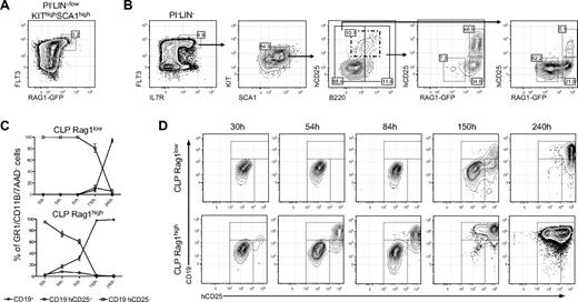 Figure 1. The combined expression of the Rag1-GFP and λ5 promoter controlled hCD25 gene identifies distinct LIN−FLT3highIL-7R+SCA1lowKITlow early lymphoid progenitor populations. (A) Representative FACS plot showing the expression of the Rag1-GFP reporter gene in LIN−/lowSCA1highKIThigh bone marrow cells. (B) Representative FACS plots where LIN−FLT3highIL-7R+KITlowSCA1low cells are divided into B220− (CLP) and B220+ (FrA). The CLPs and the FrA cells are further subdivided based on expression of the Rag1-GFP reporter (Rag1high or Rag1low) and on expression of the λ5 promoter controlled human CD25 gene (λ5Tg). The dashed line box represents the total percentage of λ5Tg reporter-positive cells in the CLP/FrA compartment. Representative FACS plots shown are from KIT-enriched BM. Numbers indicate percentage of cells in parental gate. LIN includes: GR1, CD11B, CD3ϵ, TER119, NK1.1, CD11C, LY6C, and CD19. (C) Generation of different cell subsets from Rag1low and Rag1high CLPs when cocultured on OP9 stoma cells. Percentages for indicated cells types of total live, GR1, and CD11B− cells within the forward and side scatter gate containing hematopoietic cells (percentage of GR1/CD11B/7AAD− cells) are indicated The data are collected from 2 experiments and represent an average (SEM shown). (D) Representative FACS plots from OP9 stroma cocultures at indicated time points. Gates indicate CD19−hCD25−, CD19−hCD25+, and CD19+ populations, respectively.