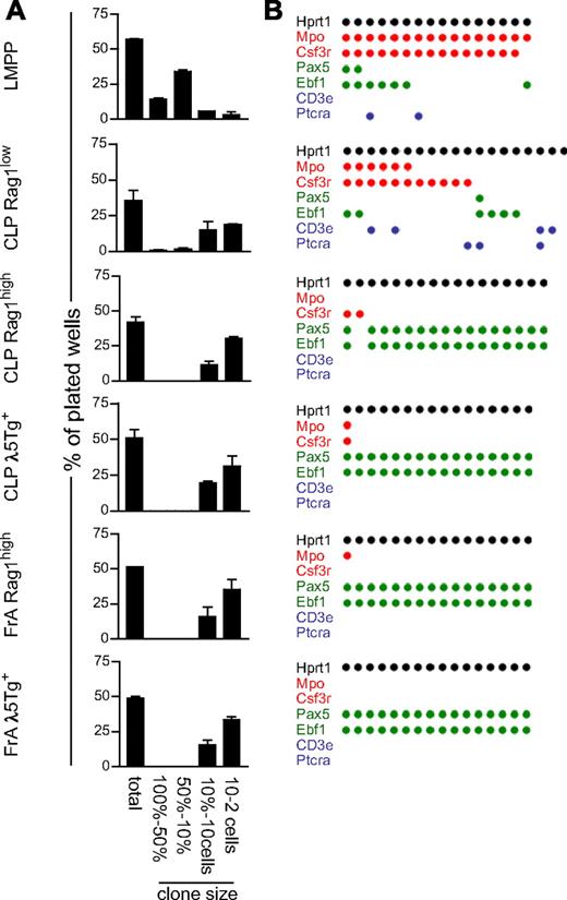 Figure 3. Rag1-GFPlow cells retain a minimal residual myeloid potential. (A) Percentage of seeded single cells reaching a given clone size as estimated by visual scoring using light microscopy (“In vitro evaluation of myeloid potential”). Cells were sorted based on the expression of surface markers and reporter genes. LMPPs were sorted as LIN−/lowSCA1highKIThighFLT3high, whereas CLP (Rag1low, Rag1high, and λ5Tg+) and FrA (Rag1high and λ5Tg+) subpopulations were sorted as shown in Figure 1A, Each diagram is associated with results from gene expression analysis (B). A set of randomly chosen clones from the different experiments were investigated by multiplex RT-PCR. The dots indicate detected expression of the indicated gene. Each column represents one cell. Data in graphs are collected from 2 independent sorting experiments and represent average (range).