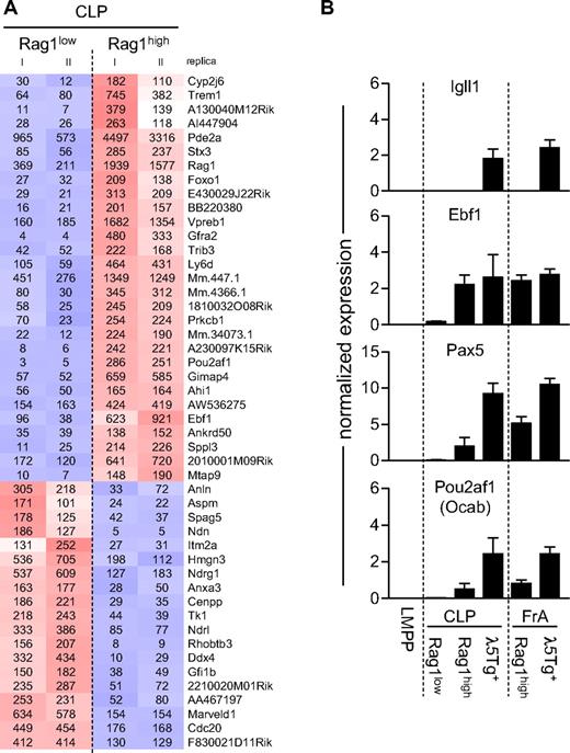 Figure 4. Alterations in B-lineage gene expression patterns in CLP subpopulations are associated with reporter gene expression. (A) Result of a gene expression microarray analysis comparing the gene expression patterns in Rag1low and Rag1high LIN−FLT3+IL-7R+SCA1lowKITlow CLPs. Cells used for replica arrays originated from independent sorts, and cluster analyses have been done using genes with at least 2.5-fold difference in expressed between either of the cell populations. Red represents high expression; and blue, low expression. Calculated RMA expression values are indicated. (B) Quantitative PCR data where the relative expression of a set of genes is analyzed in purified cells. LMPPs were sorted as LIN−/lowSCA1highKIThighFLT3high, whereas CLP (Rag1low, Rag1high, and λ5Tg+) and FrA (Rag1high and λ5Tg+) subpopulations were sorted as shown in Figure 1A. The data are presented as relative expression values normalized to Hprt1 expression levels. Data are average (SD) from cells originating from 3 to 5 independent sorts.