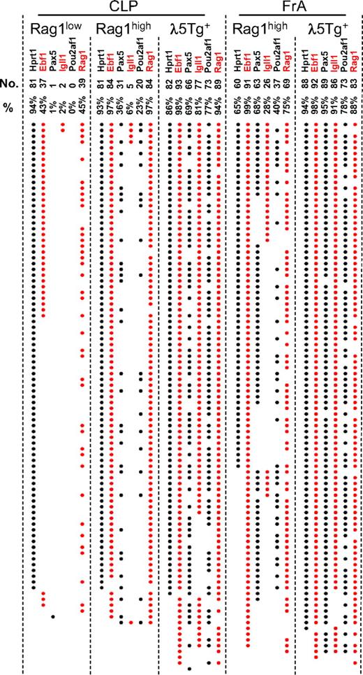 Figure 6. Single-cell PCR analysis confirms differential gene expression patterns in CLP and FrA populations. The figure shows the collected result of multiplex single-cell RT-PCR from indicated populations. CLP (Rag1low, Rag1high, and λ5Tg+) and FrA (Rag1high and λ5Tg+) subpopulations were sorted as shown in Figure 1A. The dots represent detected expression of the indicated gene. Each horizontal line of dots represents a single investigated cell. Dots indicate that a RT-PCR product could be detected for a given gene in an investigated cell. The values on top of the data panel indicate the number of cells expressing the indicated gene (top portion of the panel) and the percentage of cells expressing the indicated gene of all cells expressing any gene (bottom portion of the panel).