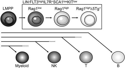 Figure 7. Schematic drawing of a novel model for lymphoid lineage restriction events. The figure shows a schematic drawing of the development of lineage-restricted cells within the LIN−KITlowSCA1lowFLT3+IL-7+ compartment in the mouse bone marrow. NK indicates NK-cell potential; and T, competence for development into T lymphocytes.