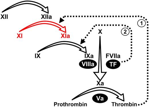 Figure 1. Plasma coagulation protease reactions. Scheme for the cascade/waterfall model of thrombin generation triggered by activation of FXII. Conversion of FXI to FXIa is shown in red. A mechanism for initiation of coagulation by the FVIIa/TF complex through FX activation is also shown. Roman numerals indicate unactivated coagulation factors, and activated factors are indicated by “a.” Nonenzymatic cofactors are indicated by numerals in black ovals. The dotted line designated “1” indicates feedback activation of FXI by thrombin, whereas the dotted line indicated by “2” represents activation of FIX by FVIIa/TF.