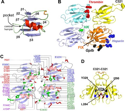 Figure 2. Human FXI apple domains. Topology diagrams based on the FXI zymogen structure. For all diagrams, the first, second, third, and fourth apple domains (A1, A2, A3, and A4) are shown in cyan, light blue, orange, and yellow, respectively. (A) The apple domain consists of a 7-stranded β-sheet (blue) with a central α-helix positioned on top (red). Disulfide bonds are shown in orange. (B) Topology diagram showing the disk formed by the 4 apple domains, with the catalytic domain removed. Sites of residues implicated in ligand binding are red for thrombin, green for high-molecular-weight kininogen (HK), black for GPIb, blue for heparin, and orange for FIX. (C) Apple domain disk showing the positions of mutations identified in FXI-deficient patients that involve buried residues (green) or surface exposed residues (red). Mutations Gly155Glu, Arg184Gly, and Ser248Asn (boxed) are examples of rare CRM+ mutations. (D) Two A4 domains forming the FXI dimer interface. The Cys321 interchain disulfide bond is shown at the top in orange. Hydrophobic residues Leu284, Ile290, and Tyr329 are shown in black, and a salt bridge is formed between Lys331 (blue) and Glu287 (red).
