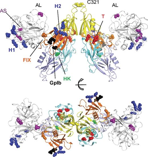 Figure 3. The structure of zymogen FXI. Topology diagram of dimeric FXI viewed from 2 perspectives rotated 90 degrees. The catalytic domain is in white. Sites of residues implicated in ligand binding are red for thrombin (T), green for HK, black for GPIb, blue for heparin sites (H1 and H2), and orange for FIX. Positions for the activation loop (AL) cleavage site (Arg360-Ile370) residue Ile370 and active site (AS) residues Ser557, Asp462, and His413 are shown in purple.
