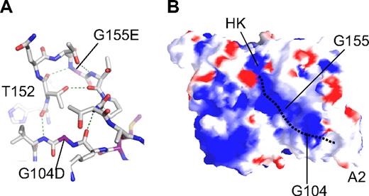 Figure 4. FXI-binding site for HK. (A) The relative positions of Gly104 and Gly155 in the A2 domain are shown. Gly155 is involved in a tight β-turn forming a hydrogen bond with Thr152. The compact hydrogen bond network extends through Thr152 and Thr158 to form contacts to the main chain through residues Lys103 and Ile105. Changes at Gly104 or Gly155 will probably disrupt this network. (B) Charged surface (blue represents positive; red, negative) representation of the underside of the FXI apple domain disk, showing positions of Gly104 and Gly155. These residues are required for proper formation of a charged channel that is a probable binding site for HK. The dotted line represents the predicted binding site of HK that terminates in a pocket at the base of the A2 domain.