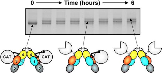 Figure 5. FXI activation. Each FXI subunit is activated by cleavage between Arg369 and Ile370. FXI (0-hour time point) migrates slightly faster than FXIa (top band, 6 hours) on nonreducing sodium dodecyl sulfate-polyacrylamide gel electrophoresis. Activation of FXI (schematic at left) by α-thrombin (shown) or FXIIa proceeds through an intermediate with 1 cleaved subunit (center), designated 1/2-FXIa. Subsequent conversion of 1/2-FXIa to fully activated FXIa (right) appears to be a slower process. In the diagrams, the A1, A2, A3, and A4 domains are shown in light blue, cyan, orange, and yellow, respectively, and the catalytic domains (CAT) are in white. Circles represent unactivated catalytic domains; three-fourths circles, activated catalytic domains. In these diagrams, the catalytic domain moves relative to the apple domain disk after cleavage of Arg369-Ile370, exposing a surface on A3 thought to contain a FIX-binding site.