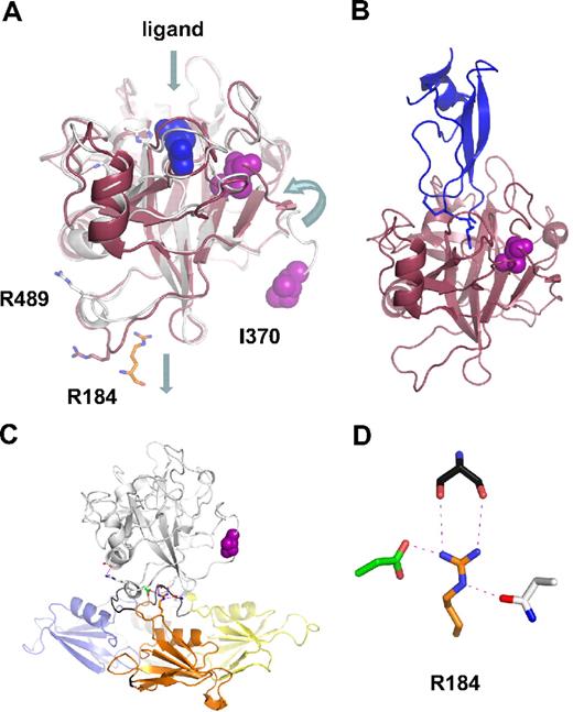 Figure 6. The FXIa protease domain. (A) Topologic diagram showing the superposition of FXI (white) and FXIa (red) protease domain crystal structures. Conformational changes include a 12 Å shift in the position of Ile370 into the protease core after cleavage of the Arg369-Ile370 bond, and an unraveling of an α-helix containing Arg489 to fill a pocket left empty by removal of the A3 domain and Arg184. The Arg side chain from the FXIa ligand in panel B is shown in blue. (B) Structure of FXIa in complex with PN2-KPI domain inhibitor (blue). (C) The side chain of Arg184 is buried in the FXI zymogen through contacts with the protease domain. This residue is thought to act as a switch, which is released on zymogen activation to engage substrate FIX. (D) Stick diagram showing the side chain of Arg184 that forms 3 noncovalent interactions with the side chains of Ser268 (gray) from the A3 domain, and Asp488 (green) and Asn566 (white) from the protease domain in the FXI zymogen structure.