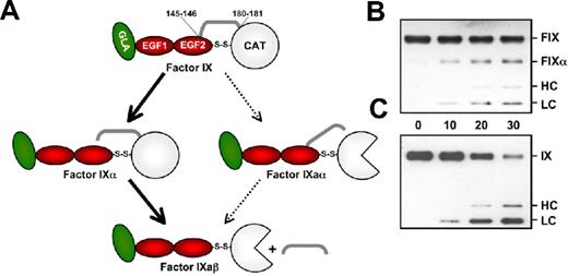 Figure 7. FIX activation. (A) FIX contains (from the N-terminus) a Gla domain (green), 2 epidermal growth factor (EGF) domains (red), an activation peptide (AP; gray bar), and a catalytic (CAT) domain (white). FIX is converted to FIXaβ by cleavage after Arg145 and Arg180, releasing the AP. FVIIa/TF initially cleaves FIX after Arg145 to form the intermediate FIXα, with subsequent cleavage after Arg180 to form FIXaβ (bold arrows). White three-fourths circle represents the active catalytic domain of FIXaβ. During this reaction, FIXα accumulates before formation of FIXaβ. FXIa also cleaves FIX initially after Arg145; however, no FIXα accumulates. Initial cleavage of zymogen FIX after Arg180 to generate the intermediate FIXaα appears to be a minor reaction (thin arrows). (B-C) Reducing Western blots of FIX (100nM) activated by 1nM FVIIa/TF (B) or FXIa (C) over 30 minutes (time indicated between panels). Markers at the right indicate migration of standards for zymogen FIX (FIX), the large fragment of FIXα (FIXα), the heavy chain (HC) of FIXaβ, and the light chain (LC) of FIXα or FIXaβ. No FIXα accumulates during activation by FXIa.