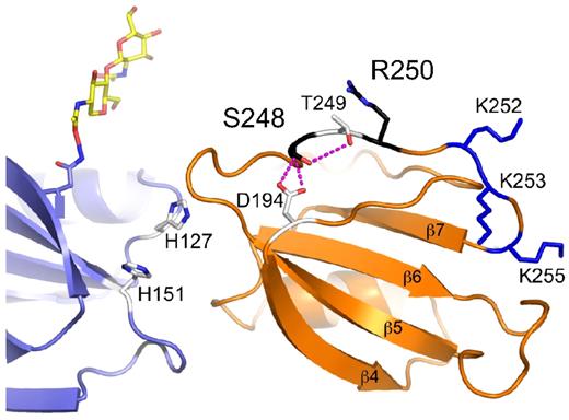 Figure 8. Platelet-binding site on FXI. The locations of 2 residues (Ser248 and Arg250 in black), that probably form a GPIb platelet-binding site on the FXI A3 domain (orange), are shown relative to residues that form the heparin-binding site (Ly252, Lys253, and Lys255 in blue). Ser248 forms hydrogen bonds with Asp194 and Thr249, which are probably disrupted in the hereditary FXI mutation Ser248Gln. The adjacent A2 domain is shown in light blue. The position of an N-linked glycan moiety attached to residue Asn108 of the A2 domain is shown in yellow and red.