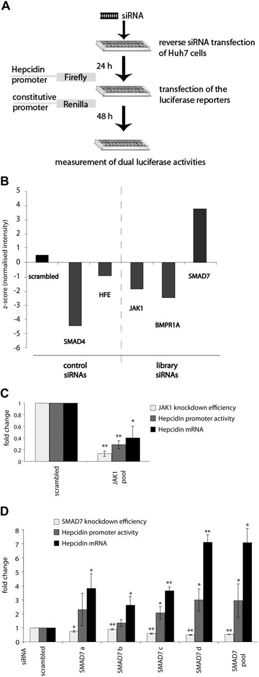 Figure 1. High-throughput siRNA screening identifies SMAD7 as a suppressor of hepcidin expression. (A) Schematic representation of the high-throughput siRNA screening. Huh7 cells were seeded in 384-well plates containing siRNAs from the ThermoFisher siGenome siRNA library (Dharmacon) as well as siRNAs directed against HFE and SMAD4 as positive controls and scrambled siRNAs as a negative control. Twenty-four hours later, cells were transfected with a firefly luciferase reporter construct containing the 2.7-kb human hepcidin promoter (WT_2.7kb) and a renilla luciferase control vector. Dual luciferase activities were measured 48 hours later. (B) The results of the knockdown of SMAD4, HFE, SMAD7, JAK1, and BMPR1A (ALK3) genes are presented as a mean of the z-scores from 2 replicates. (C-D) Validation of the screening results. SiRNA-mediated knockdown of JAK1 (C) and SMAD7 (D). Results are presented as ratios between the luciferase activity (± SD of Firefly/Renilla) obtained from cells transfected with specific siRNAs and cells transfected with scrambled siRNA. The knockdown efficiencies for JAK1 or SMAD7 also are shown together with their consequences for endogenous hepcidin mRNA expression. Levels of mRNA expression were normalized to the house-keeping gene GAPDH. Results are presented as fold change (± SD) compared with samples transfected with control siRNA. The mean of 3 independent experiments is shown. Significant changes are marked by *(P < .05) or **(P < .005).