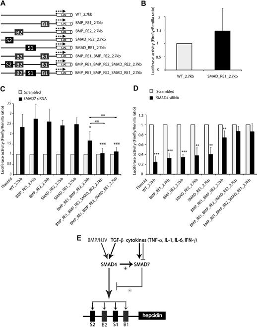 Figure 5. SMAD7 antagonizes SMAD4-mediated responses. (A) The name of each construct refers to the elements that have been mutated compared with the WT_2.7kb construct. B1 and B2 indicate BMP-RE1 and BMP-RE2, respectively, and S1 and S2 indicate SMAD-RE1 and SMAD-RE2, respectively. (B) Steady-state hepcidin promoter activity was measured from the SMAD_RE1_2.7kb luciferase reporter construct, compared with WT_2.7kb promoter, and is presented as a fold change ± SD of Firefly/Renilla ratios. (C-D) Huh7 cells were transfected with siRNAs directed against SMAD7 (C), SMAD4 (D), or scrambled siRNA as a control. Forty-eight hours later, cells were transfected with luciferase reporter vectors. Luciferase activity was measured 24 hours later. Results are presented as ratios between the luciferase activity (± SD of Firefly/Renilla) obtained from samples transfected with specific siRNA and samples transfected with control siRNA. Results represent a mean of 4 independent experiments. Statistically significant changes between the WT promoter and the mutated promoter (C) or between the SMAD4 siRNA transfection and scrambled controls (C) are marked by an asterisk (*P < .05, **P < .005, and ***P < .001). (E) SMAD7, a potent hepcidin suppressor, counteracts the BMP/SMAD-mediated induction of hepcidin expression. SMAD7 is coregulated with hepcidin via SMAD4-dependent signaling pathways and thus antagonizes SMAD4-mediated responses of the hepcidin promoter. SMAD7 expression is further modulated by cytokines independent of SMAD4 signaling.
