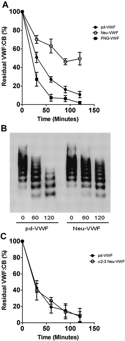 Figure 2. Variation in sialic acid expression on VWF and susceptibility to ADAMTS13 proteolysis. (A) To investigate whether sialic acid expression on VWF influences susceptibility to ADAMTS13 proteolysis, wild-type plasma–derived VWF (pd-VWF) α2-3,6,8,9 neuraminidase–treated VWF (Neu-VWF), and PNGase F–treated VWF (PNG-VWF) preparations were incubated with 3nM human rADAMTS13 in the presence of 1.5M urea. Rate of VWF cleavage was assessed by determining the rate of VWF:CB decrease over time. Results are expressed as residual VWF:CB (mean ± SEM). (B) VWF proteolysis was also studied by nonreducing 1% agarose gel electrophoresis. (C) To determine whether α2-3–linked sialic acid on VWF influenced ADAMTS13 proteolysis, pd-VWF and α2-3 neuraminidase–treated VWF (α2-3 Neu-VWF) were incubated with recombinant ADAMTS13 in the presence of 1.5M urea as before. Rate of proteolysis for α2-3Neu-VWF was compared with pd-VWF by determining residual collagen binding activity.