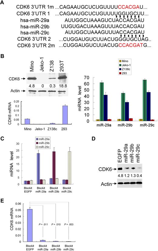 Figure 4. miR-29 family members target to CDK6. (A) Sequence alignment of the miR-29a/b/c seed sequences with 2 regions of the CDK6 3′-UTR. Mutants of pmiR-CDK6 3′-UTR 1m/2m are labeled in red. (B) Inverse correlation between expression of CDK6 (left panel) and miR-29a/b/c (right panel) in indicated cell lines. Ectopic expression of miR-29 (C) in Mino cells reduces CDK6 protein (D) and mRNA (E) levels. Each experiment was repeated 3 times. Error bars represent SD.