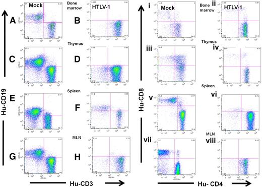 Figure 4. HTLV-1 infection skews hematopoiesis to the T-cell lineage in HU-NSG mice. Expression of CD19 and CD3 on lymphocytes (gated on human CD45) from the BM (A-B), thymus (C-D), spleen (E-F), and MLN (G-H) of HTLV-1-HU-NSG mouse (14 weeks after injection) in comparison with mock-infected HU-NSG mouse reconstituted with tissue-matched CD34+ donor cells. Human CD3+ cells were then gated and subsequently analyzed for CD4 and CD8 expression (i-viii). CD4+/CD8− single-positive T cells are the predominant population in HTLV-1-HU-NSG mice BM (ii), thymus (iv), spleen (vi), and MLN (viii) in comparison with mock-infected HU-NSG mice. Human lymphocytes in mock-infected donor tissue–matched HU-NSG mice (14 weeks after injection) mice show broader and more diverse hematopoietic lineage development, including the presence of B cells (CD19+), mature single CD8+ T cells, and immature CD4+/CD8+ T cells (i,iii,v,vii).