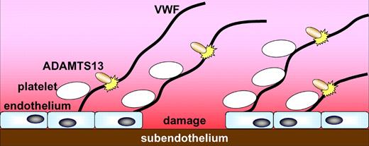 At a site of vessel damage, endothelial cells release ultra-large VWF multimers; these recruit platelets to the site. ADAMTS13 proteolysis of VWF helps limit this process. McGrath et al show that sialic acid on VWF promotes cleavage by ADAMTS13; this may have physiologic and pathologic relevance.