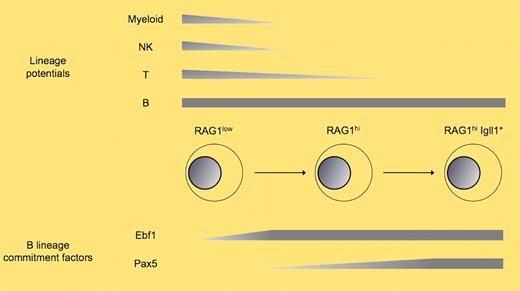 Subsets within the bone marrow CLP/fraction A pool with differing lineage potentials and expression of B-lineage transcriptional regulators.