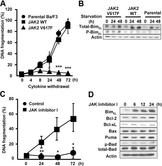 Figure 3. Induction of Bim is regulated by JAK2 kinase activity. (A) Apoptosis induced by Epo withdrawal. Ba/F3-EpoR cells (parental), Ba/F3-EpoR-wtJAK2, and Ba/F3-EpoR-V617F cells were washed 3 times with RPMI only and resuspended in RPMI supplemented with 10% fetal calf serum in the absence of Epo for the indicated hours. Cells were harvested, and apoptosis was measured for incorporation of propidium iodide by flow cytometry. Data are mean ± SD of 3 independent experiments. JAK2 WT versus JAK2 V617F: *P < .05, ***P < .001. (B) Western blot analysis of total-Bim and phospho-Bim. Ba/F3 stable cells was cultured in the presence of Epo for 0, 12, and 24 hours. (C) Apoptosis induced by JAK2 V617F inhibition. Ba/F3-EpoR-V617F cells were treated with either 3μM JAK inhibitor I or 0.1% DMSO (control) for 0, 24, 48, and 72 hours in RPMI supplemented with 10% fetal calf serum. Cells were harvested and apoptosis was assessed by flow cytometry. Data are mean ± SD of 3 independent experiments. Control versus JAK inhibitor I: *P < .05, **P < .01. (D) Induction of Bim by JAK2 V617F inhibition. Ba/F3-EpoR-V617F cells were treated with either 3μM JAK inhibitor I or 0.1% DMSO (control) for 0, 6, 12, and 24 hours. Cells were harvested and analyzed by Western blot.