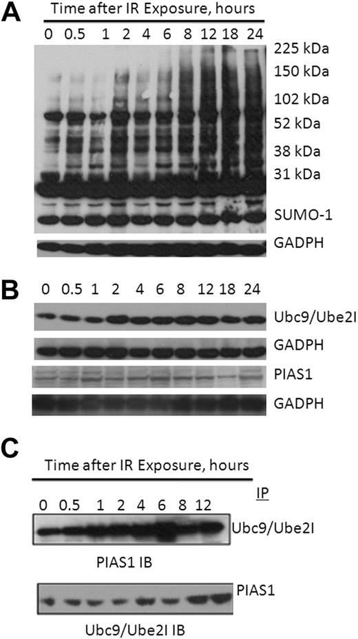 Figure 4. DNA damage-induced protein sumoylation and physical association of UBE2I and PIAS1. (A) Sumo-1 immunoblot of RPMI 8226 lysates at indicated times after exposure to 10 Gy γ-radiation. (B) DNA-damage promotes induction of UBE2I and PIAS1. RPMI 8226 lysates at indicated times after exposure to 10 Gy γ-radiation were probed with antisera to either Ube2I (top) or PIAS1 (bottom). (C) Coimmunoprecipitation of PIAS1 with Ube2I. Ube2I immunoprecipitates of RPMI 8226 cells treated with 10 Gy γ-radiation show immunoreactive bands with a PIAS1 pAb (top); conversely, PIAS1 immunoprecipitates probed for MYC detected MYC-Ube2I fusion protein (20 kDa).