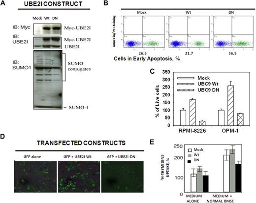 Figure 5. Effect of UBE2I-dominant-negative mutant on growth, proliferation, and adhesion to BMSCs. (A) Myc-tagged fusion proteins were expressed in RPMI 8226 cells. Mo indicates mock transfected; Wt, UBE2I wild-type; and DN, UBE2I-DN (dominant negative). Lysates were probed with a Myc-tag specific mAb (top), Ube2I-specific mAb (middle), or Sumo-1 polyclonal Ab (bottom). (B) UBE2I-DN increased γ-radiation–induced apoptosis. Early apoptosis was detected by annexin V staining. Plots indicate percentage of RPMI 8226 cells in early apoptosis 24 hours after treatment with 10 Gy γ-radiation. Data are representative of 3 independent experiments. (C) UBE2I-wt and UBE2I-DN resulted in opposite effects on MM cell growth. Values represent the mean of triplicate measurements using the MTT assay. (D) Ube2I is necessary for MM adhesion to bone marrow stroma. Adhesion of GFP-labeled UBE2I transfectants to normal BMSCs is shown by fluorescence microscopy after 96 hours of incubation under standard conditions. Data are representative of 3 independent experiments. Images were viewed with a Zeiss Axiovert 200 inverted epifluorescence microscope using a 20× objective (37°C; cells were in PBS; FITC fluorescent filter). Images were acquired with a Zeiss AxioCam HRc 14-bit color CCD camera and were processed with Axio Vision software (Version 3.1). (E) UBE2I-DN decreased BMSCs-induced uptake of 3H-thymidine. Values represent the mean of triplicate measurements of 3H-thymidine after 96 hours of coculture.