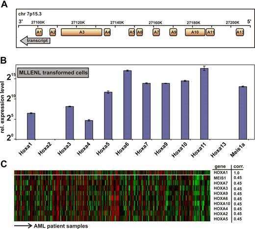 Figure 1. Genomic organization and expression of HOXA genes in leukemia cells. (A) Transcript map of the human HOXA cluster on chromosome 7p15.3. The map is drawn according to scale. Transcript direction is indicated by an arrow. (B) Hoxa expression pattern in a murine MLLENL-transformed cell line. Transcript levels were quantitatively determined by q-RT PCR corrected for amplification efficiency across primer pairs and normalized to actin. Given are average values and standard deviations for triplicates with a relative expression level of one unit (20) corresponding to a ΔCt = 20 with respect to actin. (C) Correlation of HOXA gene expression across a sample set of 285 cases of AML.27 Shown are HOXA genes with a significant correlation to HOXA1 expression (top line) across samples as determined by Oncomine, an expression database search and analysis tool (http://www.oncomine.org). Each line of the heat map corresponds to a HOXA gene as indicated to the right, and each column is indicative for a single patient sample. “corr” indicates correlation coefficient, indicating the degree of concordant expression within a single patient sample.