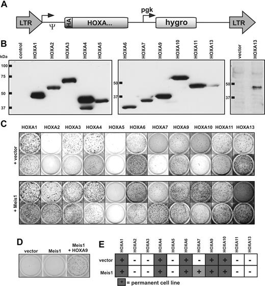 Figure 2. Analysis of the HOXA transforming potential in primary hematopoietic cells. (A) Schematic map of the retroviral constructs used in this study. The expression of the HA-tagged HOXA cDNAs is driven by the long terminal repeat (LTR) promoter of pMSCVhygro (Ψ-packaging signal), whereas the hygromycin resistance gene is under control of a phosphoglycerate kinase (pgk) promoter. (B) HA-specific immunoblot of cellular proteins extracted from retroviral packaging cell lines transfected as indicated. To exclude a potential spill-over of HA-HOXA11 into the HA-HOXA13 lane, expression of HA-HOXA13 is shown again next to a vector control in a separate blot. Please note that because of the highly acidic carboxy-terminus, HA-HOXA7 migrates aberrantly slow in sodium dodecyl sulfate–polyacrylamide gel electrophoresis. (C) Serial replating assays of HOXA-transduced cells. The figure shows colonies arising after 3 replating rounds. Cells were transduced with HOXA genes either individually or in combination with Meis1 as indicated. Two typical examples for each construct are shown of up to 4 experiments performed in total. (D) Replating assays with Meis1. Transduction of Meis1 alone did not have any effect on hematopoietic differentiation, as evidenced by a lack of colony-forming capacity in replating assays like those described previously. (E) Generation of HOXA-transformed cell lines. HOXA or HOXA/Meis1-transduced cells that were able to generate permanently growing cell lines (> 2 months continuously in culture) at least twice in 3 attempts are marked by filled squares. HOXA7 yielded lines only in the presence of Meis1.