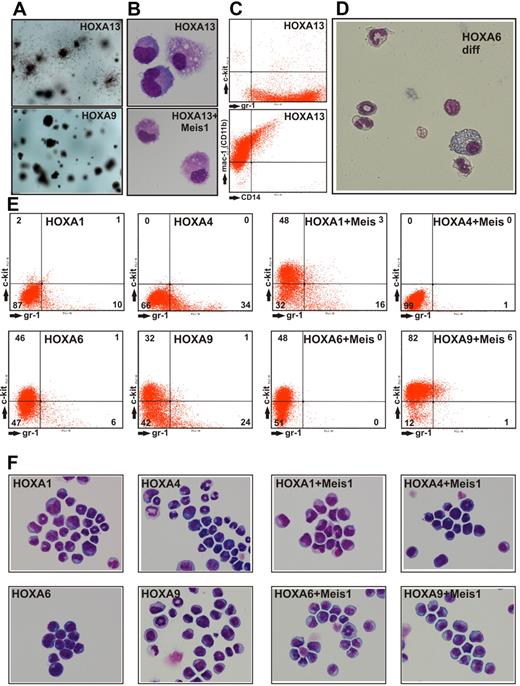 Figure 4. Characterization of HOXA-transduced cells. (A) Macroscopic aspect of methylcellulose cultures after 2 rounds of replating. HOXA13-transduced cells formed colonies surrounded by dispersed cells, whereas all other HOXA genes created colonies akin to the typical example of HOXA9transduced cells. (B) May-Grünwald-Giemsa–stained cytospin samples of cells explanted from a CFC assay of HOXA13 or HOXA13/ Meis1-transduced cells. Microphotographs of May-Grünwald-Giemsa–stained cells were taken at room temperature with a Nikon Digital Sight DS-Fi1 electronic camera attached to a Zeiss Axioskop with a Zeiss Neofluar 63×/1.25 objective and processed with Corel Draw software without any image enhancements. (C) FACS analysis of HOXA13-transduced cells explanted from methocel. (D) Morphology of cells obtained 6 days after inactivation of a conditional derivative of HOXA6 (HOXA6-ER). In the absence of the transforming HOX gene, cells stop proliferation and form mixed granulocytic/monocyte/macrophage cultures. Microphotograph was taken as described for panel B except that a 40× objective was used. (E) FACS staining of permanent cell lines derived from cells transduced with HOXA1, HOXA4, and HOXA6 either individually or in combination with Meis1 as indicated. As control similar lines derived from HOXA9 transduced cells are shown. Staining was performed with phycoerythrin-conjugated anti-Kit and fluorescein isothiocyanate-labeled anti-Gr-1 antibodies. (F) May-Grünwald-Giemsa–stained cytospins of the cells shown in panel A. Microphotographs of May-Grünwald-Giemsa–stained cells were taken at room temperature with a Nikon Digital Sight DS-Fi1 electronic camera attached to a Zeiss Axioskop with a Zeiss Neofluar 40×/1.25 objective and processed with Corel Draw software without any image enhancements.