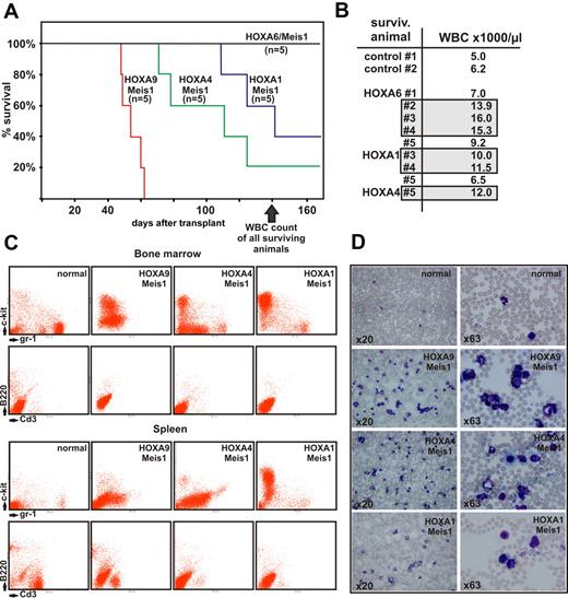 Figure 5. Transplantation experiments. (A) Kaplan-Meier survival curve of animals transplanted with hematopoietic precursors transduced with a HOXA gene and Meis1 as indicated (n = 5 for each cohort of animals). The figure depicts the state of the experiment at 140 days after transplantation. (B) WBC counts in peripheral blood of surviving animals from panel A (transduced with HOXA/Meis1) at 140 days after transplant. Gray boxes indicate individuals with elevated WBC numbers (>10 000 cells/μL) in each group. Control animals were age-matched nontransplanted ones. (C) FACS analysis of bone marrow and spleen cells from euthanized animals. Cells were double-stained as noted either for c-Kit and Gr-1 as precursor/granulocytic markers or with B220/CD3 to detect lymphoid cells. Each set of panels shows a representative sample of a single animal. (D) Peripheral blood smears stained with May-Grünwald-Giemsa. Blood was taken from the same animal as analyzed in panel C, stained, and microphotographs were taken at 2 different magnifications as described for Figure 4.