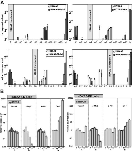 Figure 6. HOXA expression signature in HOXA transformed cell lines. (A) In total 4 cell lines (2 without and 2 with coexpression of Meis1) were generated by transduction with HOXA1, HOXA4, HOXA6, and as control with HOXA9. RNA was extracted from these lines, and a complete quantitative HOXA expression profile was assembled by RT-PCR. Plotted are relative HOXA (and Meis1) expression levels for cells transduced with HOX-only (light columns) or with a HOXA/Meis1 combination (dark columns). One expression unit corresponds to a ΔCt of 20 relative to actin. Plotted are average and SD of triplicates. (B left) Differentiation kinetics of cells transformed by conditional HOXA1 and HOXA6. A conditional derivative of HOXA1 was created by fusion with the tamoxifen responsive ligand binding domain of a modified estrogen receptor. Cell lines were generated in the presence of tamoxifen, and at time point “0” tamoxifen was withdrawn. RNA was extracted from these cells 6, 24, 48, 72, and 144 hours after tamoxifen depletion and absolute levels of endogenous (murine) Hoxa9, c-Myb, c-Kit, and Gr-1 were measured by q-RT PCR. c-Kit (CD117) is a marker for precursor cells whereas Gr-1 indicates differentiation. c-Myb has been described as an essential mediator of HOXA9 mediated transformation. Given are average values and standard deviations of triplicates of relative quantities calibrated to actin and normalized to concentrations in the presence of tamoxifen (= time point 0 hours). (B right) Similar experiment as described in the left panel, with the use of HOXA6-ER cells.