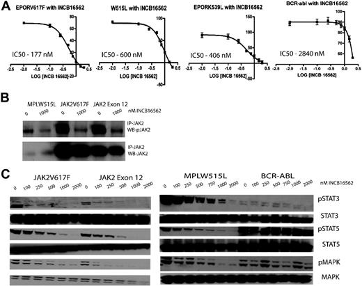 Figure 1. Viability curves, immunoprecipitation analysis, and Western blots revealing viability and down-modulation of signaling intermediates downstream of JAK2 with various concentrations of INCB16562 in Ba/F3 isogenic cell lines bearing mutant MPN alleles. (A) Cells bearing mutations which result in constitutive activation of the JAK-STAT signaling pathway (JAK2V617F, JAK2K539L, and MPLW515L) have a lower IC50 compared with Ba/F3 cells bearing BCR-Abl. \E Error bars denote SEM. (B) Immunoprecipitation analysis demonstrated decrease in JAK2 phosphorylation in Ba/F3 isogenic cell lines with INCB16562 treatment. A total of 20 million cells were incubated with either DMSO or INCB16562 for 4 hours, followed by immunoprecipitation as described previously.13 (C) Western blots revealing a dose-dependent down-modulation of signaling intermediates in the JAK-STAT pathway after treatment with INCB16562.