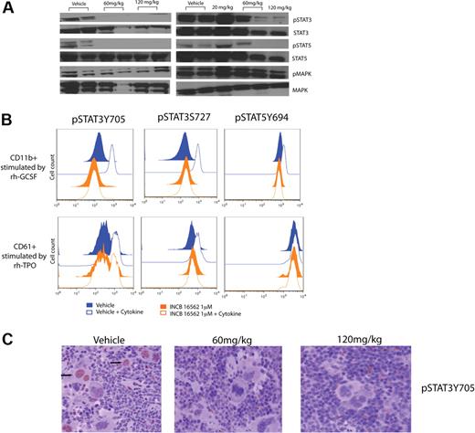 Figure 5. Inhibition of JAK-STAT signaling with INCB16562 treatment of primary cells from hMPLW515L mice. (A) Western blotting of JAK-STAT signaling intermediates in hMPLW515L splenocytes after 12 days of INCB16562 treatment reveals abrogation of phosphorylation of STAT3, STAT5, and MAPK with INCB16562 treatment compared with vehicle. (B) Phosphoprotein-specific flow cytometry of CD11b+ and CD61+ myeloid cells in hMPLW1515L bone marrow cells treated ex vivo with INCB16562 at 1μM or with vehicle for 2 hours. Treatment with INCB16562 greatly decreased phosphorylation of STAT3 and STAT5 in response to 10-minute ex vivo stimulation with rhGCSF (375 ng/mL) and rhTPO (1250 ng/mL). (C) Immunohistochemical staining (×40) of pSTAT3Y705 in mouse spleen after 12 days of treatment with vehicle or INCB16552 at 60 mg/kg or 120 mg/kg reveals a decrease in pSTAT3 in treated versus control mice tissue.