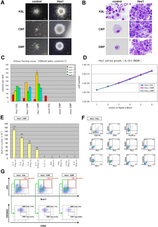 Figure 1. Hes1-transduced KSLs, CMPs, or GMPs were immortalized in the presence of IL-3. (A) Typical colonies derived from Hes1- and empty vector-transduced KSLs, CMPs, and GMPs in the presence of SCF, TPO, IL-3, and IL-6. Images were obtained with an IX70 microscope and a DP70 camera (Olympus); an objective lens, UPlanFl (Olympus); original magnification ×40 (bottom 2 in the right panels) and original magnification ×100 (remaining 4 panels). (B) Giemsa staining of Hes1- and control vector-transduced KSLs, CMPs, and GMPs. Images were obtained with a BX51 microscope and a DP12 camera (Olympus); an objective lens, UPlanFl (Olympus); original magnification ×1000. (C) Colony-forming assay from KSLs, CMPs, and GMPs transduced with Hes1 or empty vector. Hes1-transduced cells were replatable more than 4 times in vitro. Bars represent the number of colonies obtained per 103 cells after each round of plating in methylcellulose supplemented with SCF, TPO, IL-3, and IL-6. A representative result from 3 independent and reproducible experiments is shown. Error bars represent the SD from duplicate cultures. (D) Sustained growth of Hes1-transduced cells in liquid culture supplemented with 1 ng/mL IL-3. The number of cells was determined every 7 days by trypan blue staining, and 105 cells per well were seeded into a 6-well plate. Liquid culture was reproducibly continued for more than 6 months. (E) Cytokine requirement of Hes1-transduced CMPs. The cells were cultured in Iscove modified Dulbecco medium supplemented with indicated cytokines in duplicate. The numbers of cells were counted after 4 days of culture. A representative result from 2 independent and reproducible experiments is shown. Error bars represent the SD from duplicate cultures. Hes1-transduced KSLs and GMPs showed similar results (supplemental Figure 1A-B). (F) Flow-cytometric analysis of Hes1-transduced KSLs cultured in methylcellulose supplemented with SCF, TPO, IL-3, and IL-6. The dot plots represent Gr-1, CD19, c-Kit, CD4, CD8a, B220, Sca-1, CD34, Ter119, and CD14 labeled with a corresponding PE-conjugated monoclonal antibody versus CD11b, CD3, and FcϵR1α labeled with a corresponding fluorescein isothiocyanate-conjugated monoclonal antibody or FL1 with no monoclonal antibody. Hes1-transduced CMPs and GMPs showed similar expression patterns (supplemental Figure 2A-B). (G) Flow-cytometric analysis of Lin−-gated Hes1-transduced cells. Five-color analyses are used to identify KSL-like (top panels) and CMP-like and GMP-like cells (bottom panels) in the Hes1-transduced KSLs, CMPs, and GMPs. The number shows the percentage of cells in all nucleated cells. The analyzed cells were NGFR sorted at 48 to 60 hours from the initiation of Hes1- or control vector-transduction and cultured for the following lengths of time before the analysis: (A) 1 week, (B) 1 week, (C) 0 days, (D) 4 weeks, (E) 2 weeks, (F) 1 week, and (E) 2 weeks.