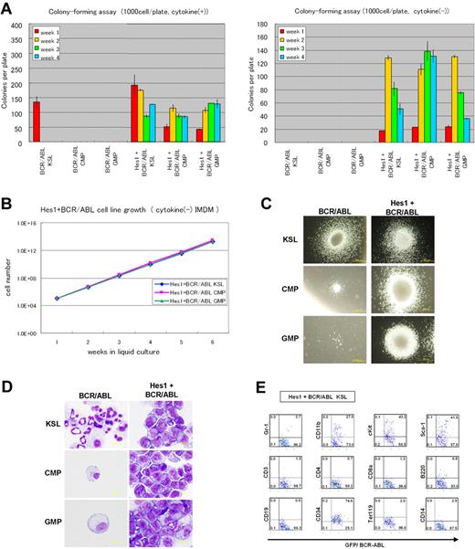 Figure 2. Hes1- and BCR-ABL-transduced KSLs, CMPs, or GMPs were immortalized independently of IL-3. (A) Colony-forming assay of KSLs, CMPs, and GMPs transduced with BCR-ABL alone or Hes1 and BCR-ABL, cultured in methylcellulose with or without cytokine cocktail containing SCF, TPO, IL-3, and IL-6. Hes1+BCR-ABL+ cells could be serially replated more than 4 times both with or without cytokines. In contrast, whereas KSLs, but not CMPs or GMPs, transduced with BCR-ABL alone, formed colonies in the presence of cytokines, neither KSLs, nor CMPs, nor GMPs formed colonies without cytokine supplementation. Bars represent the number of colonies obtained per 103 cells after each round of plating in methylcellulose. A representative result from 3 independent and reproducible experiments is shown. Error bars represent the SD from duplicate cultures. (B) Sustained growth of Hes1+BCR-ABL+ cells in liquid culture without cytokine supplementation. The numbers of cells were determined every 7 days by trypan blue staining, and 105 cells per well were seeded into a 6-well plate. Liquid culture was reproducibly continued for more than 6 months. (C) Typical colonies derived from KSLs, CMPs, and GMPs transduced with BCR-ABL alone (left panels) or BCR-ABL and Hes1 (right panels) in the presence of SCF, TPO, IL-3, and IL-6. Images were obtained with an IX70 microscope and a DP70 camera (Olympus); an objective lens, UPlanFl (Olympus); original magnification ×100. (D) Giemsa staining of Hes1+BCR-ABL+ KSLs, CMPs, and GMPs. Images were obtained with a BX51 microscope and a DP12 camera (Olympus); an objective lens, UPlanFl (Olympus); original magnification ×1000. (E) Flow-cytometric analysis of Hes1+BCR-ABL+ KSLs cultured in methylcellulose supplemented with SCF, TPO, IL-3, and IL-6. The dot plots represent Gr-1, CD11b, c-Kit, Sca-1, CD3, CD4, CD8a, B220, CD19, CD34, Ter119, and CD14 labeled with a corresponding PE-conjugated monoclonal antibody versus expression of GFP/BCR-ABL. Hes1+BCR-ABL+ CMPs and GMPs showed a similar expression pattern (supplemental Figure 2C-D). The analyzed cells were GFP and NGFR sorted at 48 to 60 hours from the initiation of BCR-ABL- or Hes1+BCR-ABL transduction and cultured for the following lengths of time before the analysis: (A) 0 days, (B) 4 weeks, (C) 1 week, (D) 1 week, and (E) 1 week.