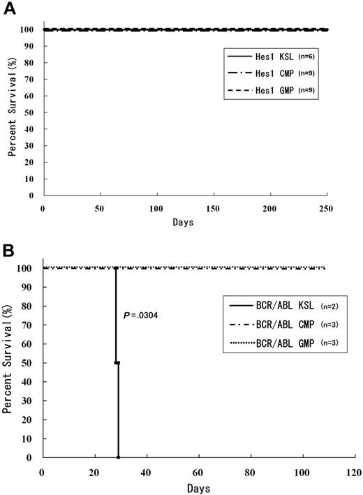 Figure 3. Mice transplanted with Hes1-transduced KSLs, CMPs, and GMPs were kept healthy. (A) Survival curves for mice injected with Hes1-transduced progenitors. No mice showed any signs of MPN for more than 250 days from transplantation. Data were analyzed by the Kaplan-Meier method. The numbers of transplanted mice are shown. Three independent experiments were performed. (B) Survival curves for mice injected with BCR-ABL-transduced progenitors. Mice transplanted with BCR-ABL-transduced KSLs developed fatal MPN within 30 days after transplantation, whereas mice transplanted with BCR-ABL-transduced CMPs or GMPs showed no evidence of disease when killed between 130 and 200 days after transplantation. Data were analyzed using the log-rank test. The 2 independent experiments were performed, and the total numbers of transplanted mice are shown.
