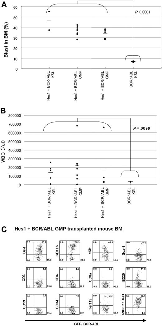 Figure 5. Comparisons of blast percentages in the bone marrow and peripheral blood leukocyte counts between mice receiving KSLs transduced with BCR-ABL alone and those receiving KSLs, CMPs, and GMPs transduced with the combination of Hes1 and BCR-ABL. (A) Blast ratios in the bone marrow. The mean blast ratios in all nucleated bone marrow cells were 6.5% ± 0.7% and 36.5% ± 6.9% in mice receiving KSLs transduced with BCR-ABL alone and in those receiving KSLs, CMPs, and GMPs transduced with the combination of Hes1 and BCR-ABL, respectively. The difference was statistically significant by the 2-sample t test with Welch correction (P < .001). (B) Peripheral white blood cell counts (WBCs). WBCs were 3.4 ± 0.6 × 104/μL and 17.8 ± 20.3 × 104/μL in mice receiving KSLs transduced with BCR-ABL alone and in those receiving KSLs, CMPs, and GMPs transduced with the combination of Hes1 and BCR-ABL, respectively. The difference was statistically significant by the 2-sample t test with Welch correction (P < .001). (C) Flow-cytometric analysis of bone marrow cells from mice receiving GMPs transduced with the combination of Hes1 and BCR-ABL. The dot plots represent Gr-1, CD11b, c-Kit, Sca-1, CD3, CD4, CD8a, B220, CD19, CD34, Ter119, and NGFR labeled with the corresponding PE-conjugated monoclonal antibody versus expression of GFP/BCR-ABL. NGFR is a marker of Hes1, and GFP is a marker of BCR-ABL transduction. The bone marrow cells derived from mice receiving KSLs or CMPs transduced with the combination of Hes1 and BCR-ABL showed essentially the same pattern (supplemental Figure 5A-B).