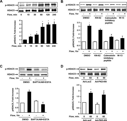 Figure 1. Fluid shear stress stimulated HDAC5 phosphorylation through a Ca2+/calmodulin–dependent pathway in endothelial cells. (A) HUVECs were exposed to flow for 0, 15, 30, 60, 120, and 240 minutes. (B-C) HUVECs were exposed to either flow or static condition for 1 hour with the pretreatment of dimethyl sulfoxide (DMSO), KN-62 (30μM), CaM inhibitory peptide (60nM), W-13 (100μM), and BAPTA/AM (30μM) + EGTA (2μM) for 30 minutes. (D) HUVECs were infected with Ad-PKD-KN or Ad-LacZ for 24 hours before the 1-hour flow or static treatment. HDAC5 phosphorylation (Ser259 and Ser498) and HDAC5 were probed by phospho-specific HDAC5 antibody and HDAC5 antibody. *P < .05 compared with control. #P < .05 compared with cells treated with flow + DMSO/Ad-LacZ. Error bars represent ±SEM.