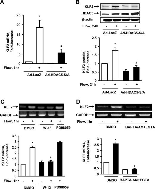 Figure 3. HDAC5 down-regulated flow-mediated KLF2 expression. (A-B) HUVECs were exposed to 1-hour flow or to static conditions after 24-hour infection with Ad-HDAC5-S/A or Ad-LacZ (control). KLF2 mRNA levels were assayed by real-time reverse-transcription (RT)–PCR (A) and protein levels were detected by KLF2 antibody (B). (C-D) HUVECs were exposed to flow or to static conditions after pretreatment with DMSO (control), W-13 (100μM), or PD 98059 (another control; 30μM) for 30 minutes. KLF2 mRNA level were assayed by RT-PCR. Vertical lines have been inserted to indicate repositioned gel lanes. *P < .05 compared with control. #P < .05 compared with that treated with flow + Ad-LacZ or DMSO. Error bars represent ±SEM