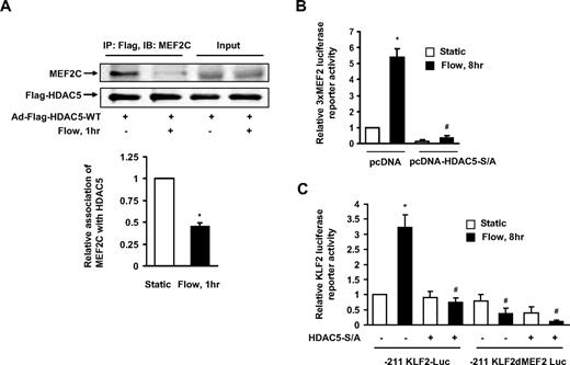 Figure 4. HDAC5 negatively regulated MEF2 transcriptional activation and KFL2 expression. (A) HUVECs were infected with Ad-Flag-HDAC5. Twenty-four hours later, cells were conditioned under static conditions (first lane) or flow (second lane) for 1 hour. Immunoprecipitation was performed with Flag antibody–conjugated agarose. MEF2C and Flag-HDAC5 were detected by probing with anti-MEF2C and anti-Flag antibodies. (B-C) HUVECs were transfected with 3xMEF2-luciferase or −221/+1 KLF2 promoter or −221/+1 MEF2 binding site–deleted KLF2 promoter reporter gene together with HDAC5-S/A or pcDNA as control. Twenty-four hours later, cells were conditioned with static or flow for 8 hours. Luciferase activities were assayed by Promega Luciferase assay kit. *P < .05 compared with control (static). #P < .05 compared with that treated with flow + pcDNA. Error bars represent ±SEM.