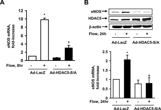 Figure 5. HDAC5 down-regulated flow-mediated eNOS expression. (A-B) HUVECs were exposed to 8 or 24 hours of flow or to static conditions 24 hours after infection with Ad-HDAC5-S/A or Ad-LacZ (control). eNOS mRNA levels were assayed by real-time RT-PCR (A) and protein levels were detected by eNOS antibody (B). Vertical lines have been inserted to indicate repositioned gel lanes. *P < .05 compared with control (static). #P < .05 compared with that treated with flow + Ad-LacZ. Error bars represent ±SEM.